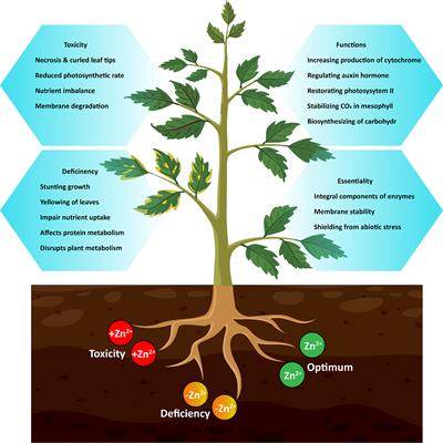 Functions and strategies for enhancing zinc availability in plants for sustainable agriculture